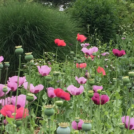 Affittacamere Bed And Garden Alde Coninckshof Weurt